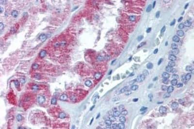 Immunohistochemistry-Paraffin: alpha-Aminoadipate Aminotransferase Antibody [NBP3-14538] - Immunohistochemistry of formalin-fixed, paraffin-embedded human kidney after heat-induced antigen retrieval.